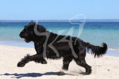 Briard