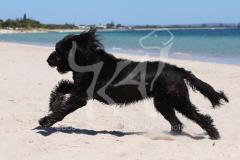 Briard