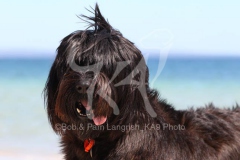 Briard