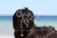 Briard