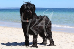 Briard