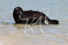 Briard