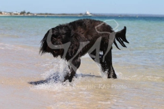 Briard