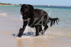 Briard