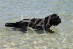 Briard