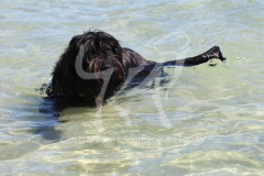 Briard