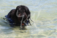Briard
