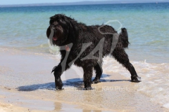 Briard