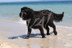 Briard