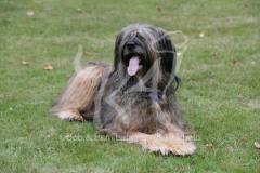 Briard