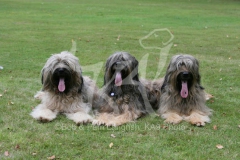 Briard