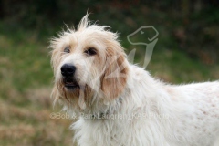 Briquet Griffon Vendeen