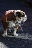 Bulldog - British