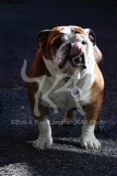 Bulldog - British