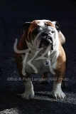 Bulldog - British