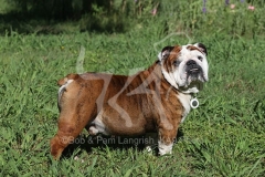 Bulldog - British