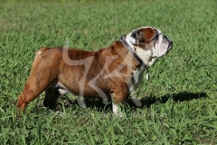 Bulldog - British