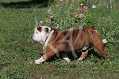 Bulldog - British