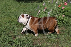 Bulldog - British