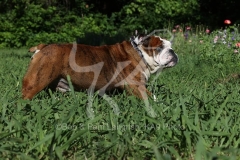 Bulldog - British