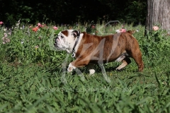 Bulldog - British