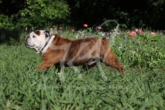 Bulldog - British