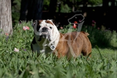 Bulldog - British