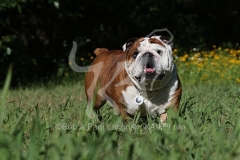 Bulldog - British