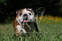 Bulldog - British