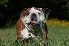 Bulldog - British