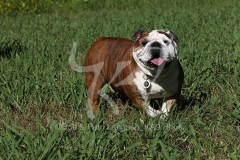 Bulldog - British