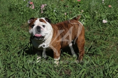 Bulldog - British