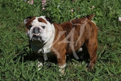 Bulldog - British