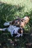 Bulldog - British
