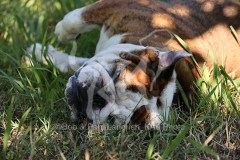 Bulldog - British
