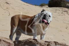 Bulldog - British