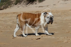 Bulldog - British