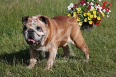 Bulldog - British