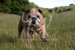 Bulldog - British