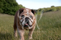 Bulldog - British