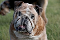 Bulldog - British