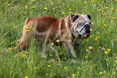 Bulldog - British