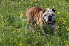 Bulldog - British