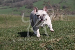 Bulldog - French