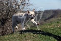 Bulldog - French