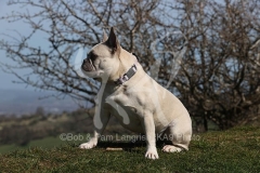 Bulldog - French