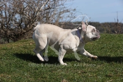 Bulldog - French