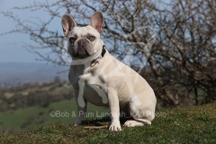 Bulldog - French