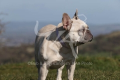 Bulldog - French
