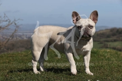 Bulldog - French